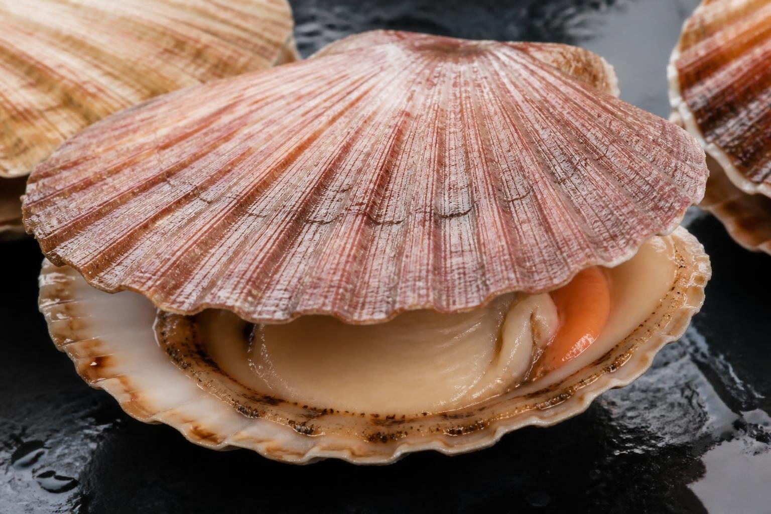 Coquille Saint-Jacques fraîche avec ses deux valves caractéristiques