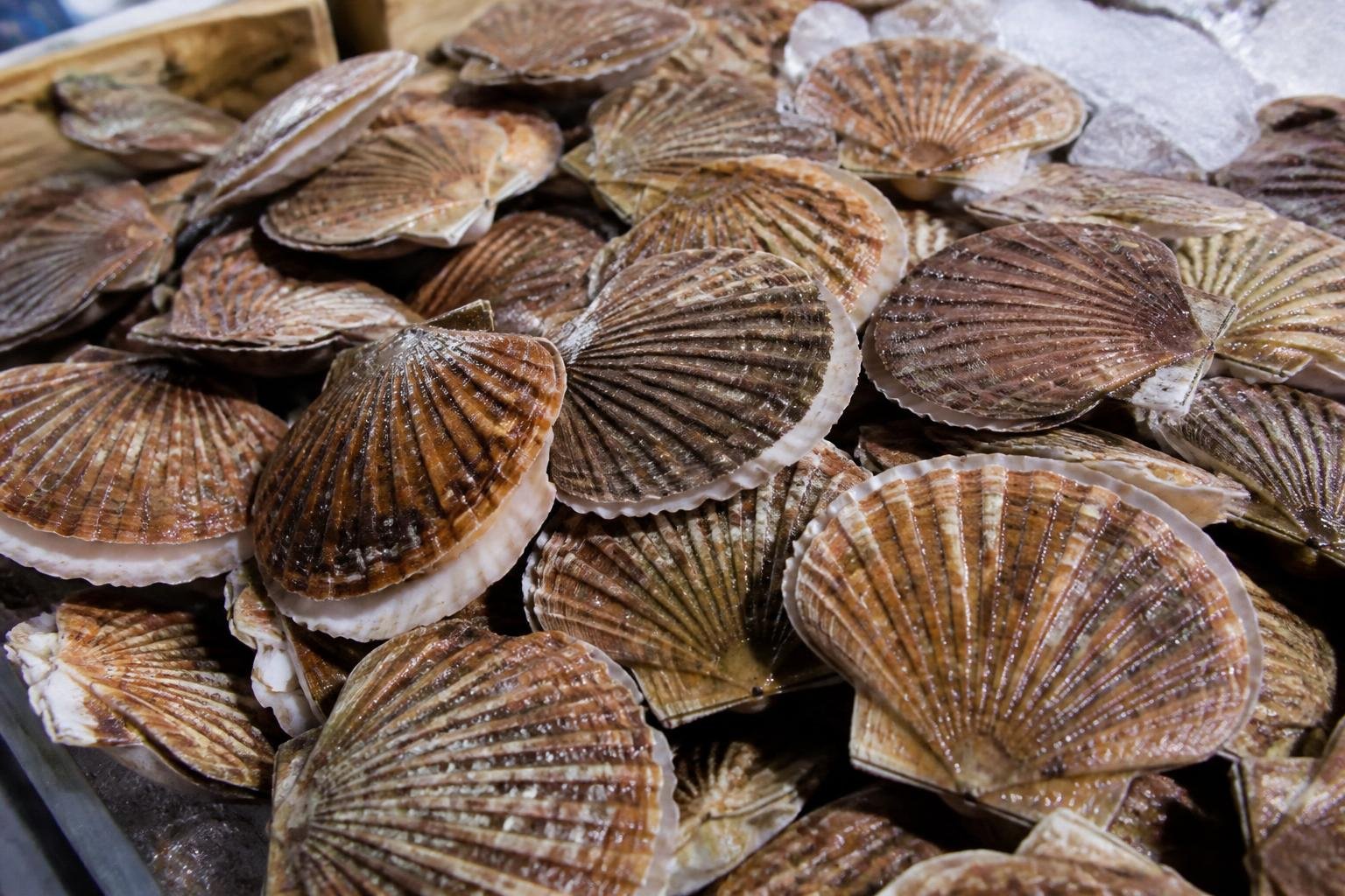 Coquilles Saint-Jacques fraîchement pêchées étalées au marché