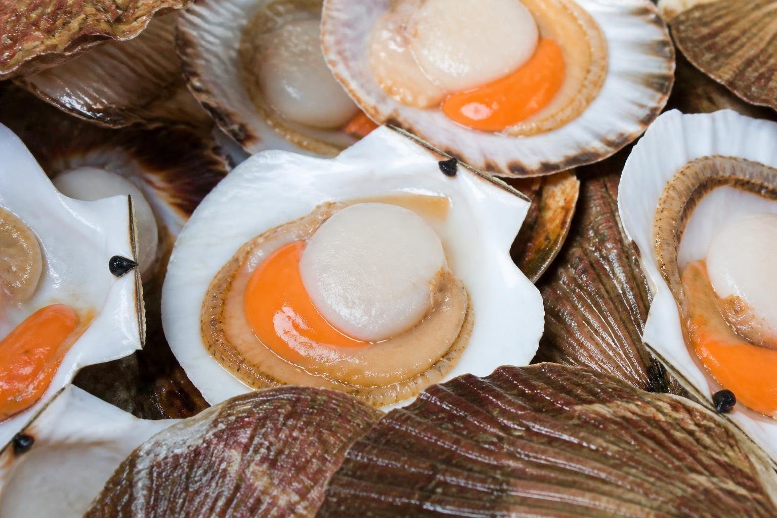 Coquilles Saint-Jacques fraîchement pêchées